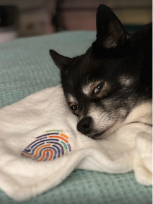 a dog resting over a blanket with the IMPACT logo